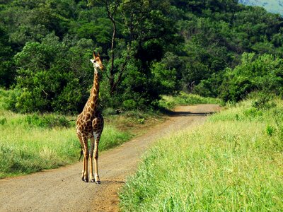 Giraffe safari savannah photo