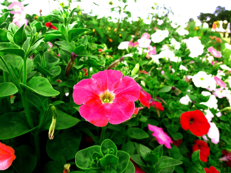 Morning nature nature wallpaper