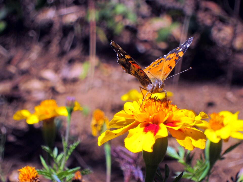 Yellow insects orange