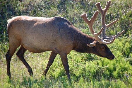 Mammal deer wild