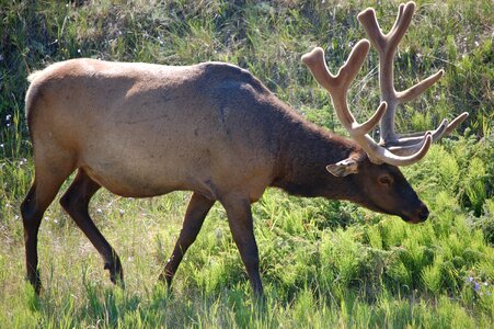 Mammal deer wild photo