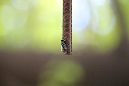 Bee rod focus