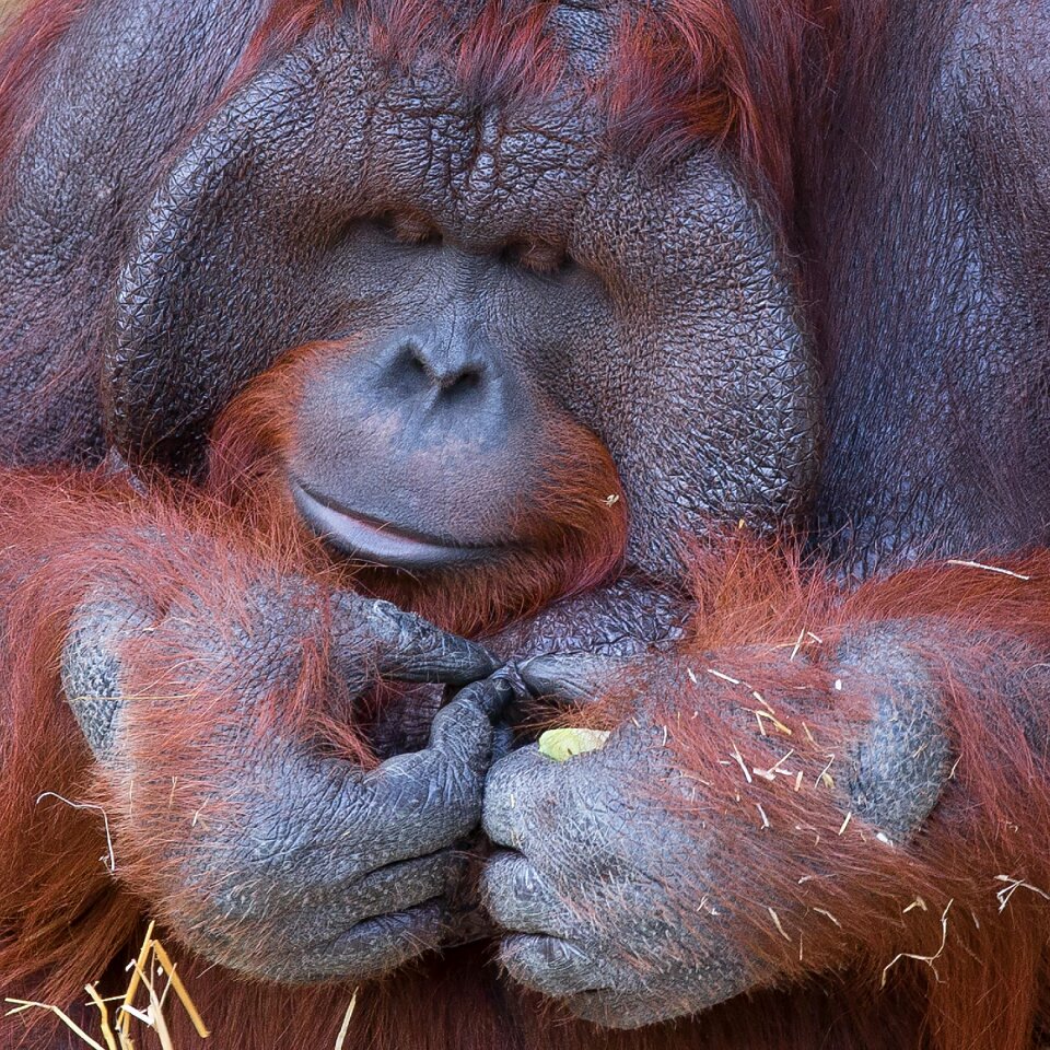 Krefeld zoo forest human