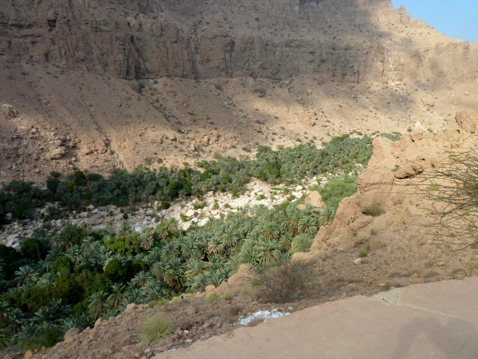 Oman-wadi-tiwi-trees-in-Wadi