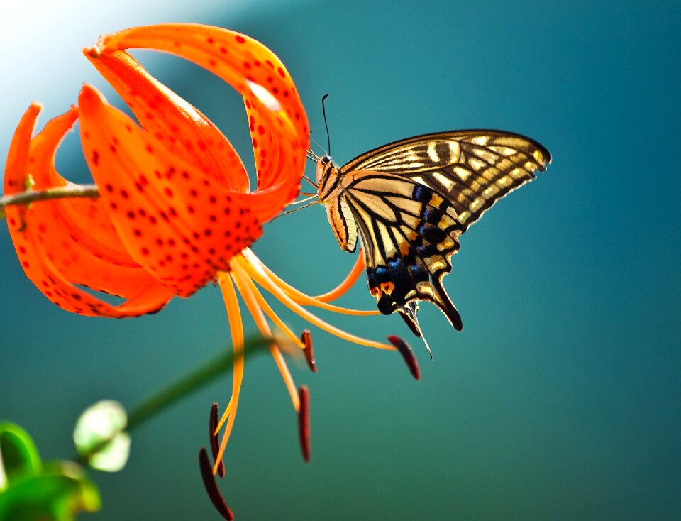 Insects nature spring