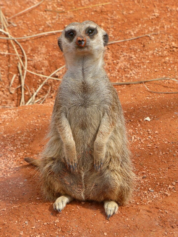 Animal mammal zoo
