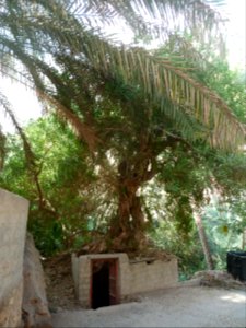 Oman-wadi-tiwi-tree
