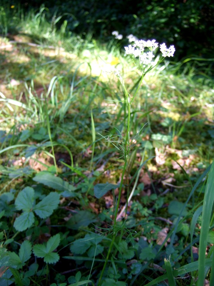 Ombellifere1