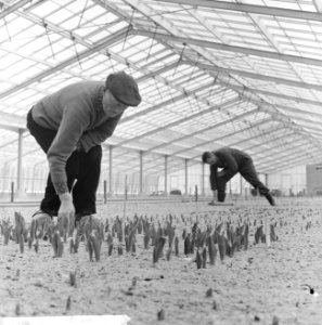 Op het Keukenhof, eerste bollen al boven de grond in verwarmde kas, Bestanddeelnr 914-8420