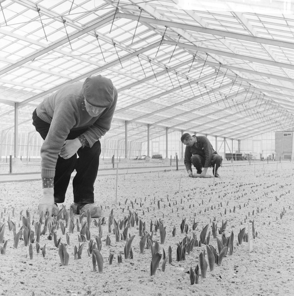 Op het Keukenhof, eerste bollen al boven de grond in verwarmde kas, Bestanddeelnr 914-8424