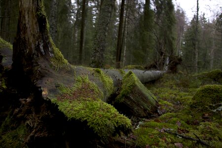 Moss nature tree