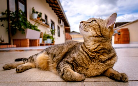 Feline lying outdoors photo