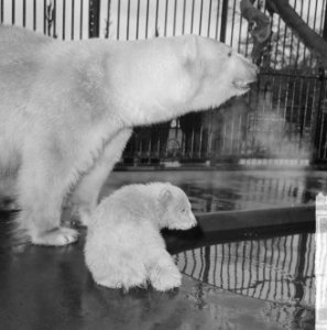 Op 9 december geboren beertje in Artis voor het eerst buiten, jonge beertje met , Bestanddeelnr 917-5756