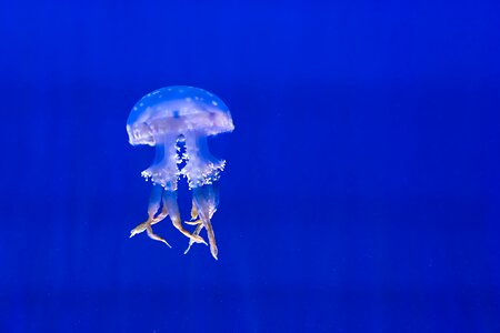 Jellyfish marine life spotted photo