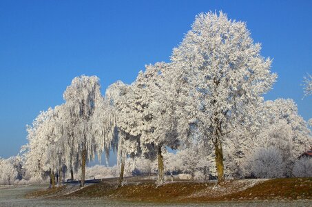 Frosty hoarfrost winter mood