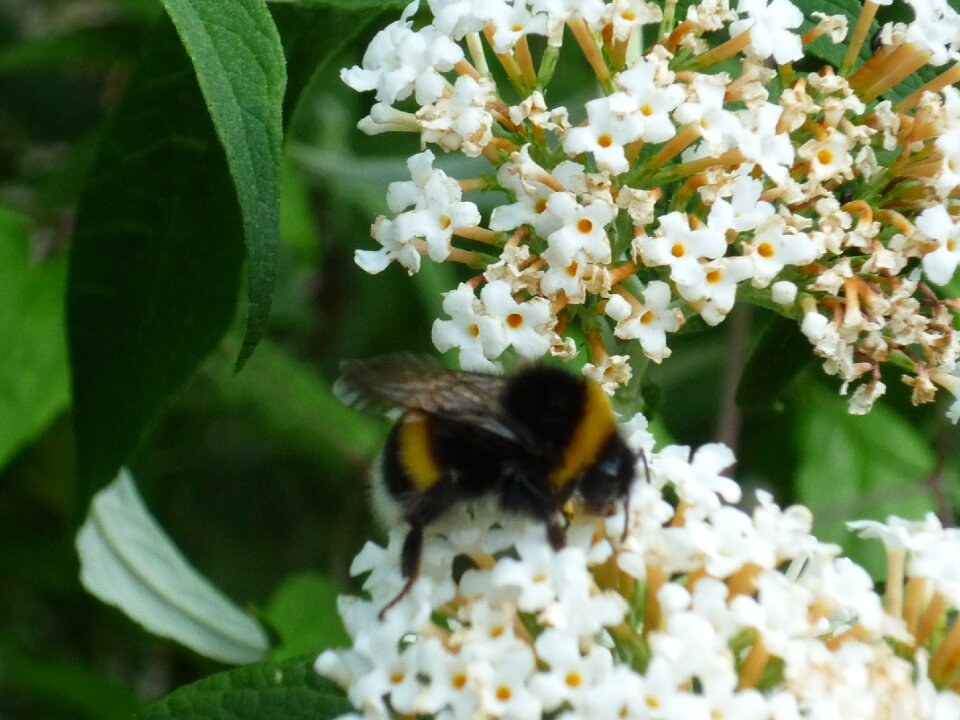 Butterfly bush white flowers park
