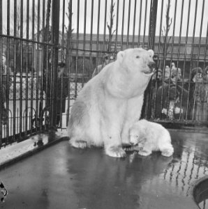 Op 9 december geboren beertje in Artis voor het eerst buiten, jonge beertje met , Bestanddeelnr 917-5759