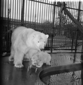 Op 9 december geboren ijsbeertje in Artis voor het eerst buiten, jonge ijsbeertj, Bestanddeelnr 917-5757