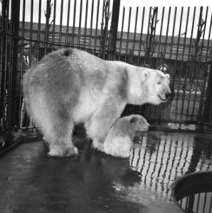 Op 9 december geboren beertje in Artis voor het eerst buiten, jonge beertje met , Bestanddeelnr 917-5760
