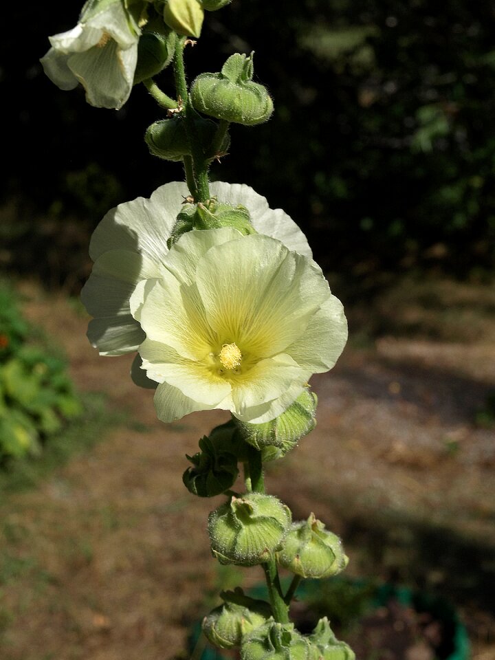 Flowers flowering the plot