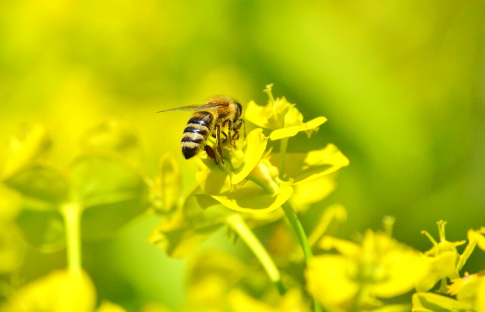 Bloom pollination pollen photo