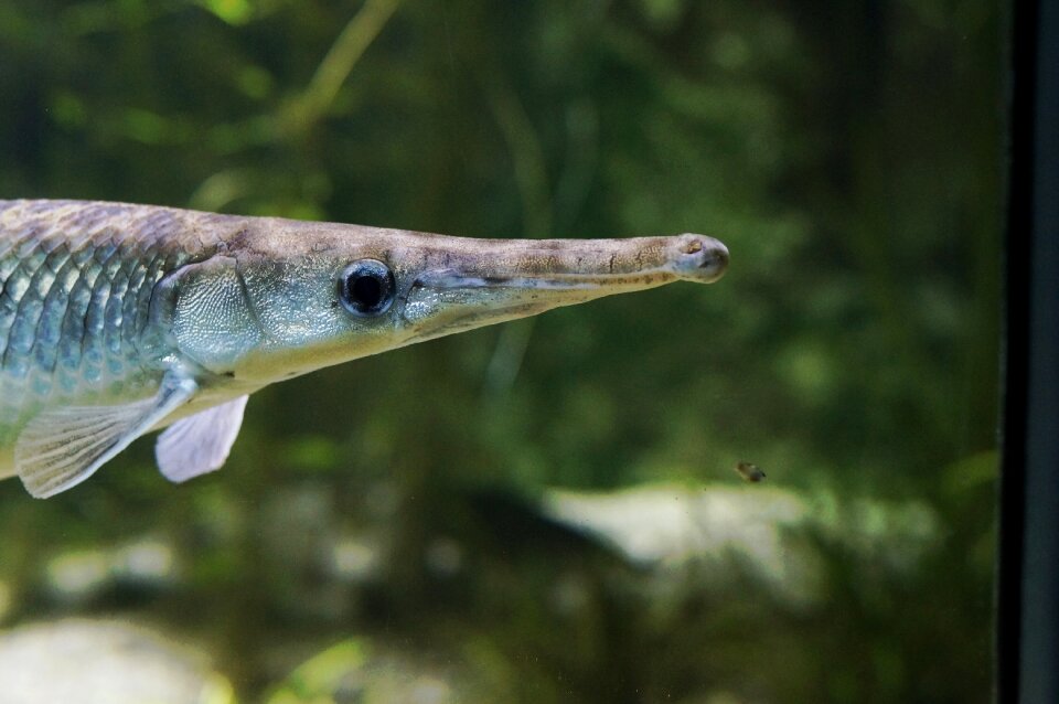 Lakes noble bone fish syngnathidae