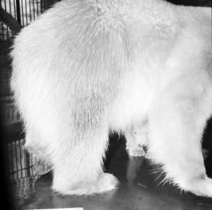 Op 9 december geboren beertje in Artis voor het eerst buiten, jonge beertje met , Bestanddeelnr 917-5755