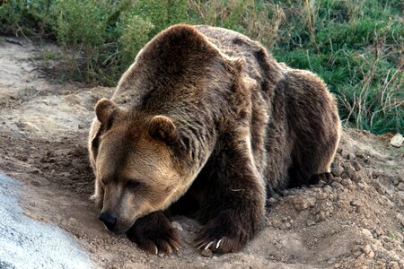 Bear predator wild animal photo