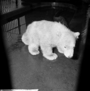 Op 9 december geboren beertje in Artis voor het eerst buiten, jonge beertje met , Bestanddeelnr 917-5758