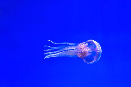 Jellyfish pink swimming photo
