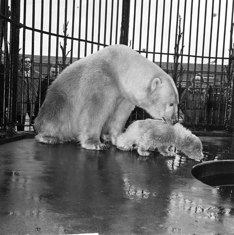 Op 9 december geboren beertje in Artis voor het eerst buiten, Bestanddeelnr 917-5753