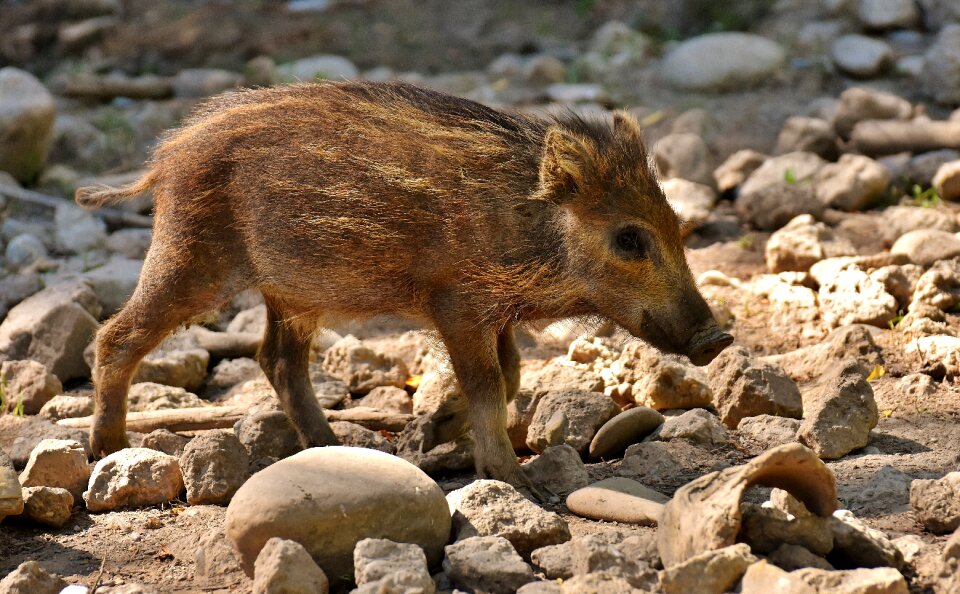 Young animals piglet pig