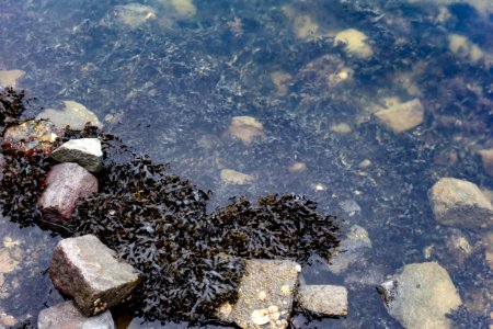 Old serrated wrack in Sandvik photo