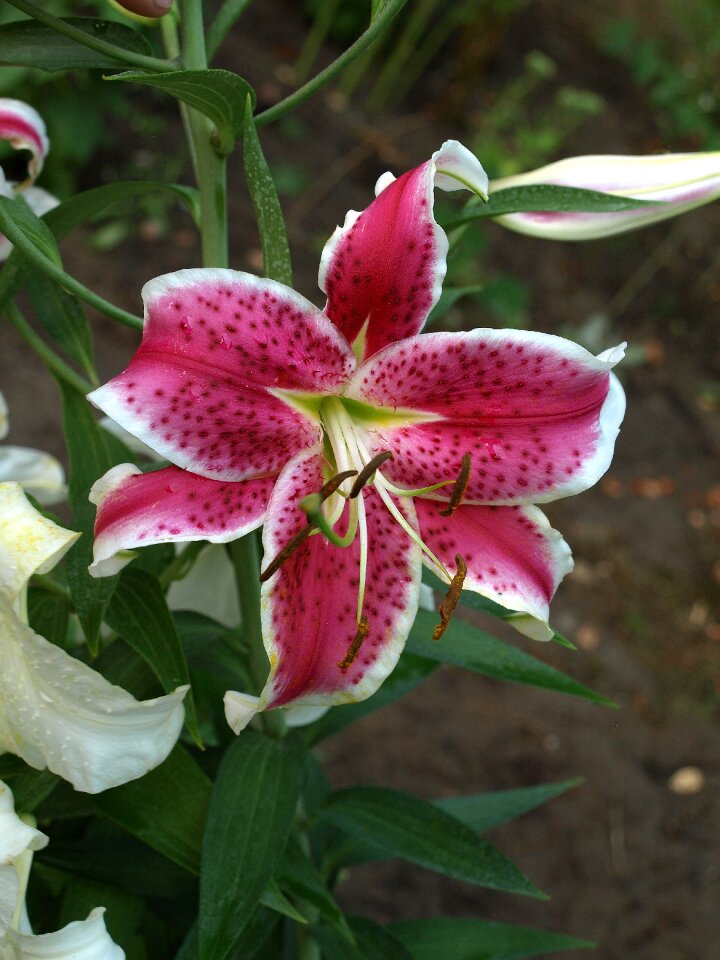 Flowers flowering the plot
