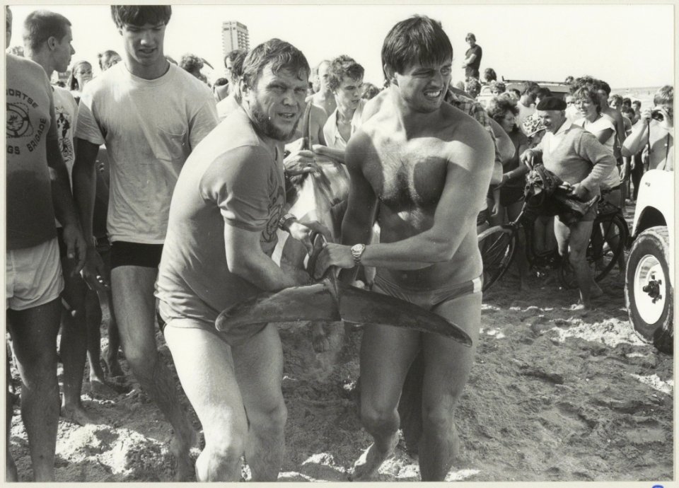 Op het strand is een dolfijn aangespoeld. NL-HlmNHA 54013193 2
