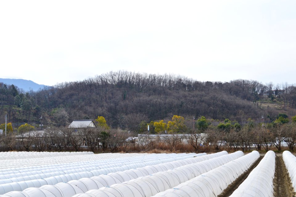 Omaruyama-kofun enkei-2