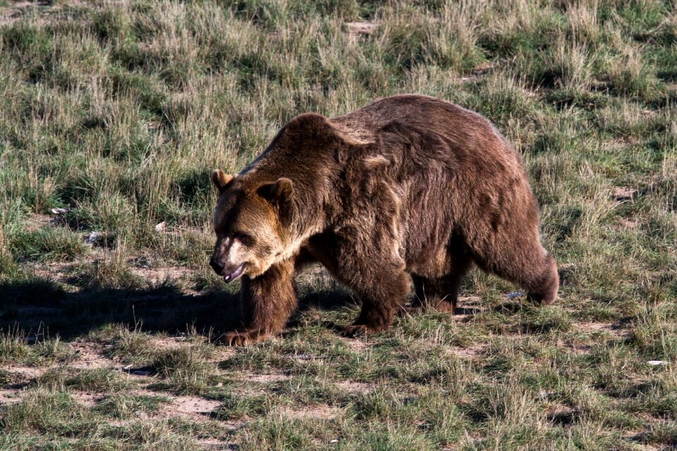 Bear predator wild animal