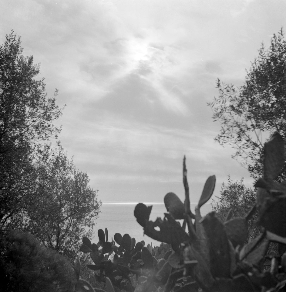 Op de zee schijnende zon, op de voorgrond cactussen, Bestanddeelnr 252-0066