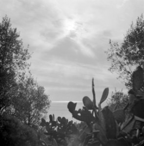 Op de zee schijnende zon, op de voorgrond cactussen, Bestanddeelnr 252-0066