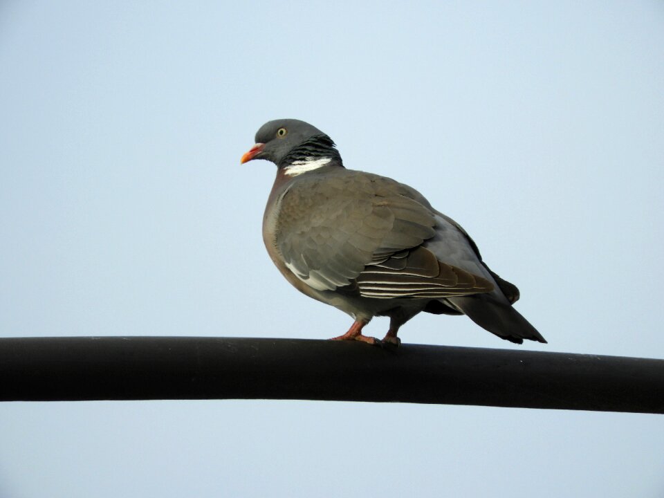 Nature birds city