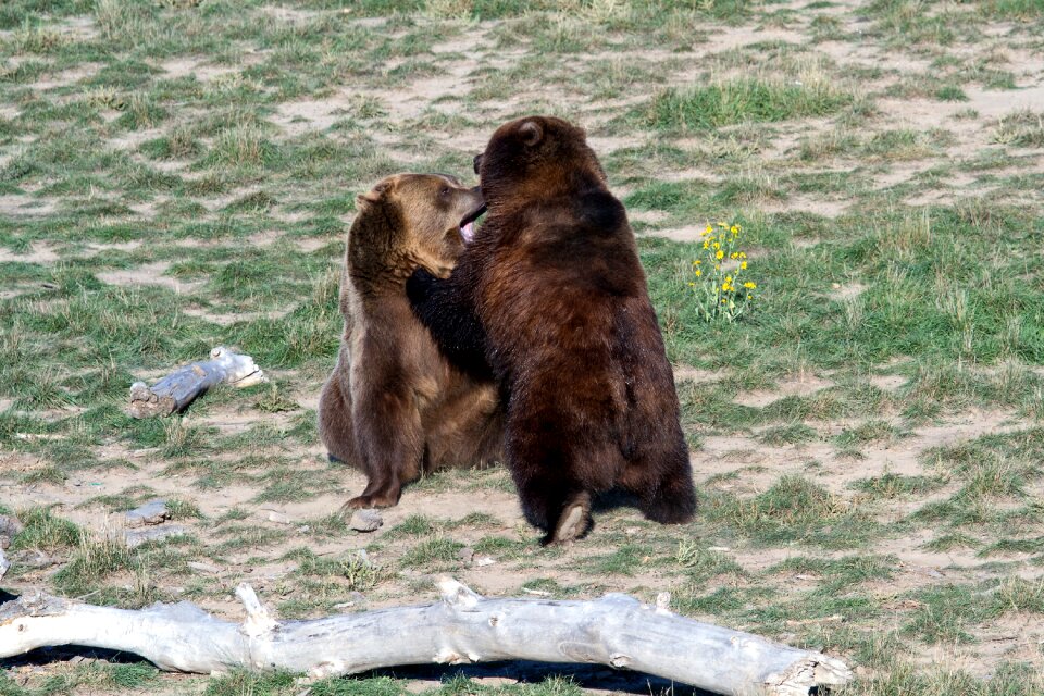 Bear predator wild animal