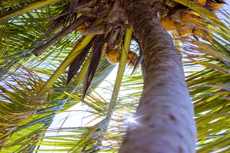 Coconuts green light