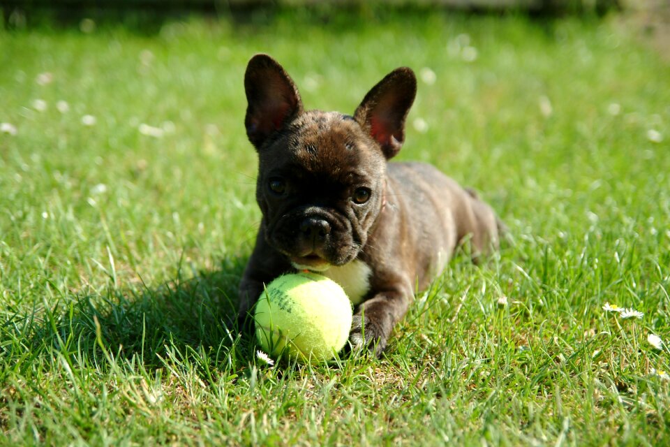 French bulldog puppy dog