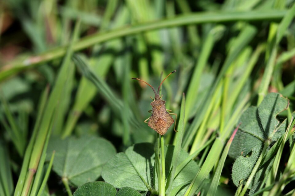 Garden plant flowers
