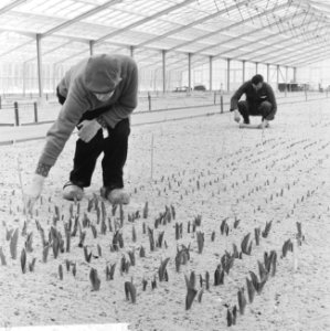 Op het Keukenhof, eerste bollen al boven de grond in verwarmde kas, Bestanddeelnr 914-8421