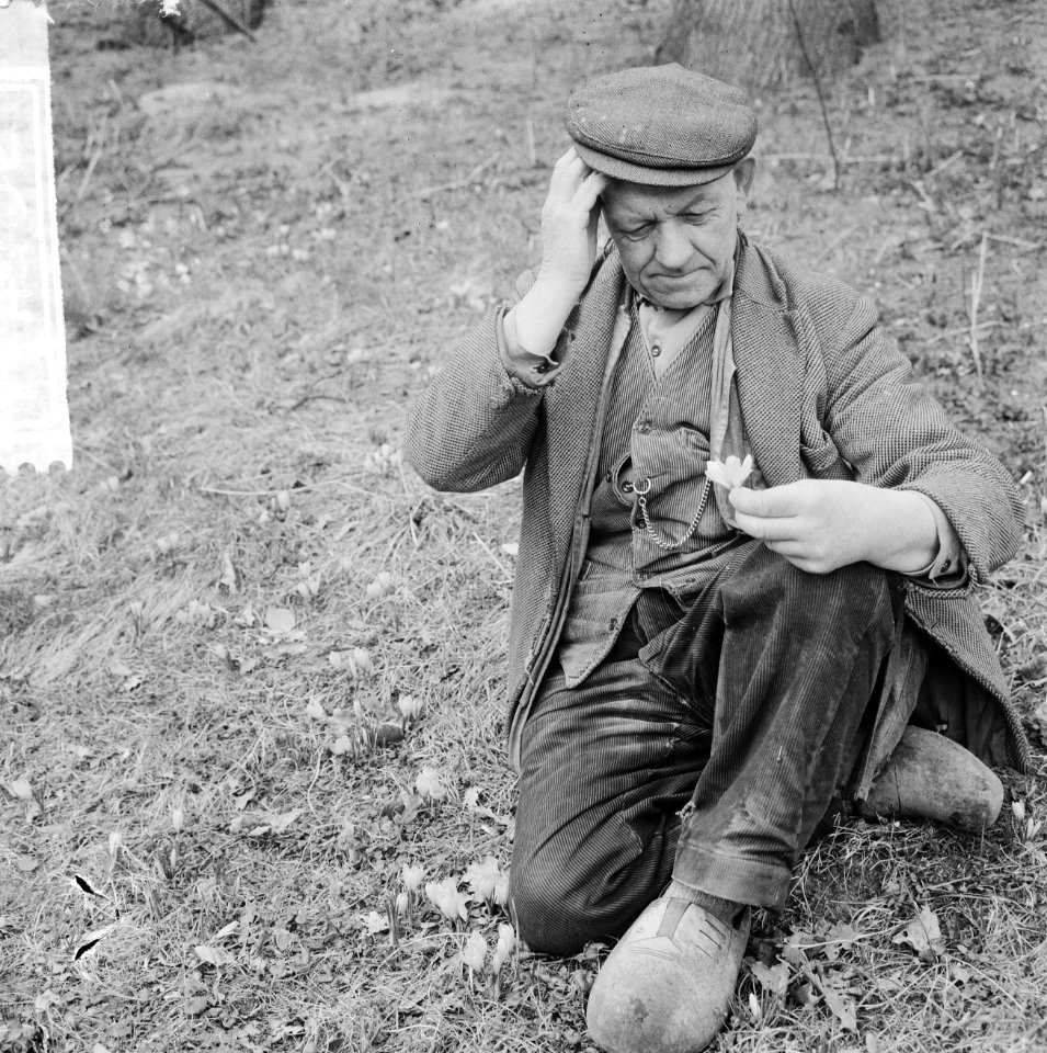 Oom Dirk de tuinman bekijkt de crocussen die in bloei staan op Linnaeushof, Bestanddeelnr 917-4752