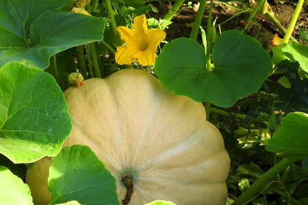 Pumpkin blossom food healthy