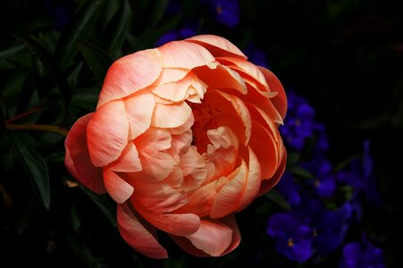 Bloom blossom plant