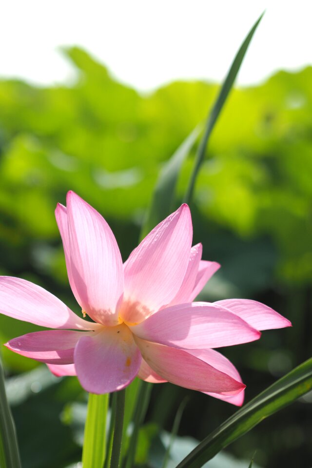 Pink nature relaxation photo