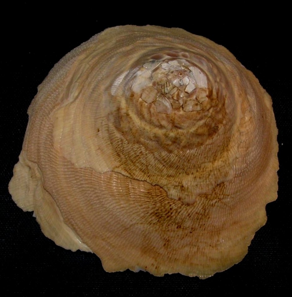 Onustus indicus (Gmelin, 1791) upper view - BioLib.cz